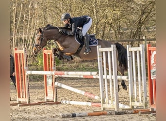 French riding pony, Mare, 6 years, 14,1 hh, Brown