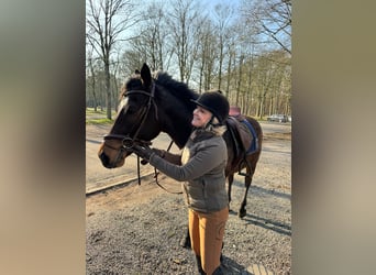 French riding pony, Mare, 6 years, 15,2 hh, Bay-Dark