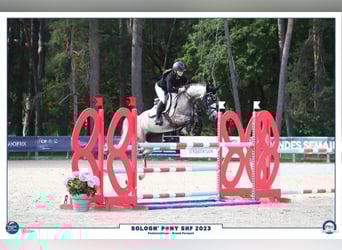 French riding pony, Mare, 8 years, 14.2 hh, Grey