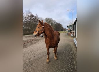 French riding pony, Mare, 8 years, 14,2 hh, Chestnut-Red