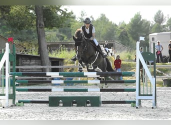 French riding pony, Mare, 8 years, 14,2 hh, Chestnut