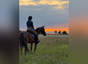 French riding pony, Mare, 8 years, 15,1 hh, Brown