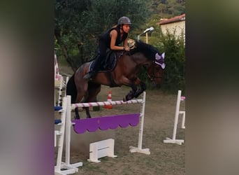 French riding pony, Mare, 9 years, 13 hh, Gray-Blue-Tan