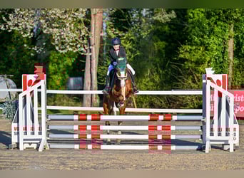French riding pony, Mare, 9 years, 14,1 hh, Chestnut-Red