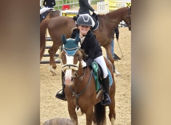 French riding pony, Mare, 9 years, 14,1 hh, Chestnut-Red