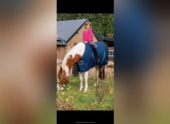 French riding pony, Mare, 9 years, 14,2 hh, Pinto