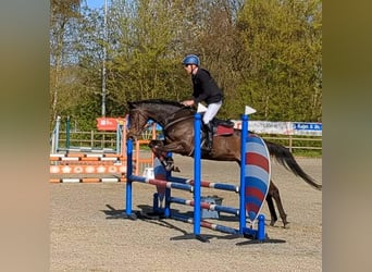 French riding pony, Mare, 9 years, 16.1 hh, Bay-Dark
