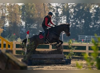 French riding pony, Mare, 9 years, 16.1 hh, Bay-Dark