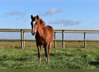 French riding pony, Mare, Foal (04/2023), 12.2 hh, Chestnut