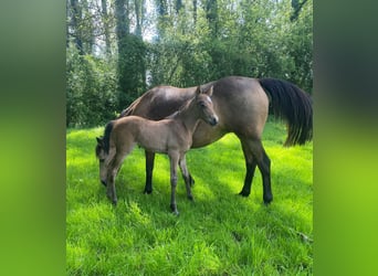 French riding pony, Mare, Foal (04/2024), 14.1 hh, Dun