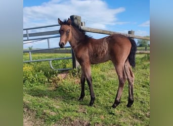 French riding pony, Mare, Foal (04/2024), 14.2 hh, Brown