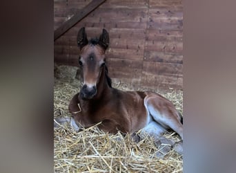 French riding pony, Mare, , 15,2 hh, Brown