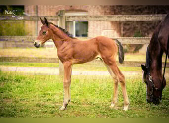 French riding pony, Mare, Foal (06/2025), 9.2 hh, Brown