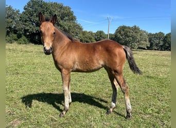 Französisches Reitpony, Stute, Fohlen (06/2024), Brauner