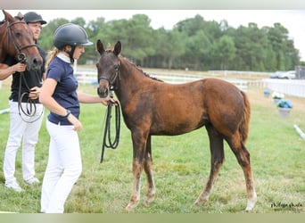 French riding pony, Mare, Foal (04/2025), Chestnut