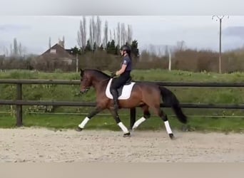 French riding pony, Stallion, 10 years, 14.1 hh, Smoky-Black