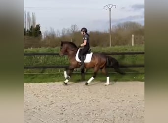 French riding pony, Stallion, 10 years, 14.1 hh, Smoky-Black