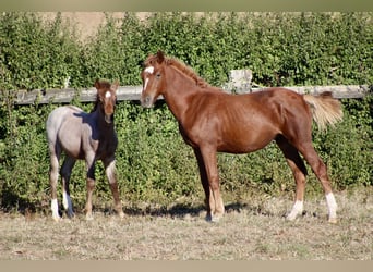 French riding pony, Stallion, 1 year, 13.2 hh, Chestnut-Red