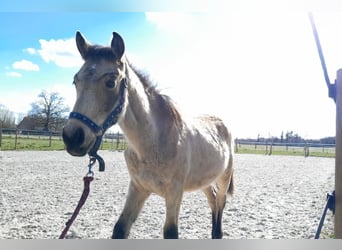 French riding pony, Stallion, 1 year, 14,1 hh, Dun