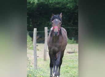 French riding pony, Stallion, 1 year, Brown