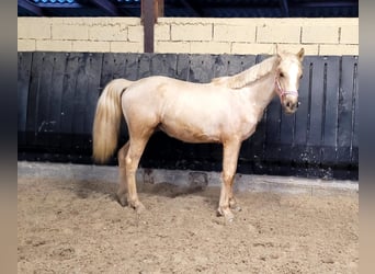 French riding pony, Stallion, 2 years, 13.2 hh, Palomino