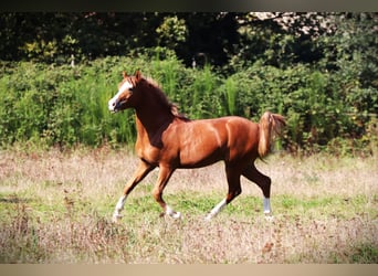 French riding pony, Stallion, 2 years, 14 hh, Chestnut-Red