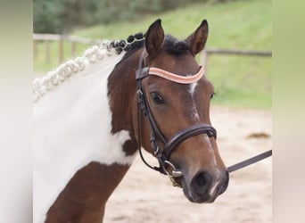 French riding pony, Stallion, 3 years, 11,1 hh, Overo-all-colors