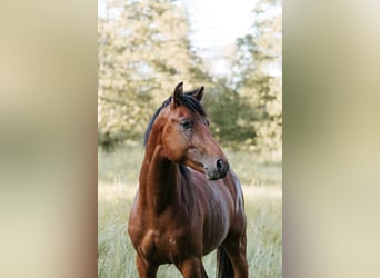 French riding pony, Stallion, 3 years, 14 hh, Brown