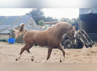 French riding pony, Stallion, 3 years, 14,1 hh, Chestnut-Red