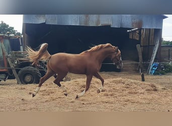 French riding pony, Stallion, 3 years, 14,1 hh, Chestnut-Red
