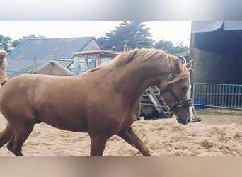 French riding pony, Stallion, 3 years, 14,1 hh, Chestnut-Red