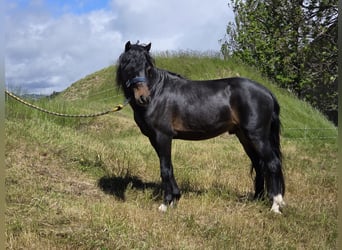 French riding pony, Stallion, 6 years, 11.1 hh, Smoky-Black