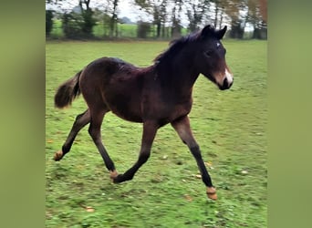 French riding pony, Stallion, Foal (06/2023), Brown