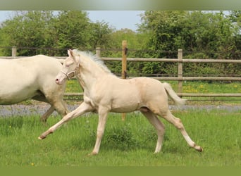 French riding pony, Stallion, Foal (02/2024), Cremello