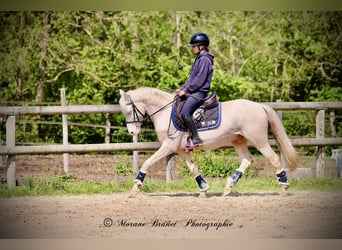 French riding pony, Unknown, 5 years