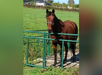 French Trotter, Gelding, 10 years, 15,3 hh, Brown