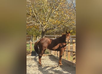 French Trotter, Gelding, 10 years, 15.3 hh, Chestnut-Red