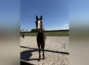 French Trotter, Gelding, 10 years, 15,3 hh, Brown