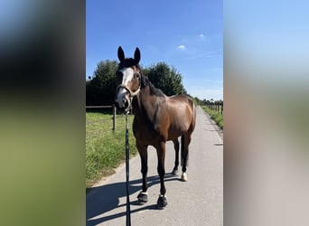 French Trotter, Gelding, 10 years, 16.2 hh, Bay-Dark