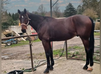 French Trotter, Gelding, 10 years, 16.2 hh, Brown