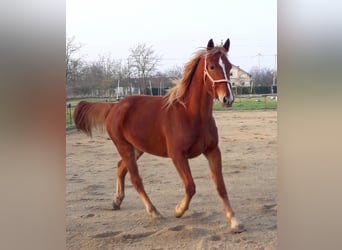 French Trotter, Gelding, 10 years, 16.2 hh, Chestnut-Red