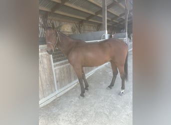 French Trotter, Gelding, 10 years, 16.3 hh, Bay-Dark