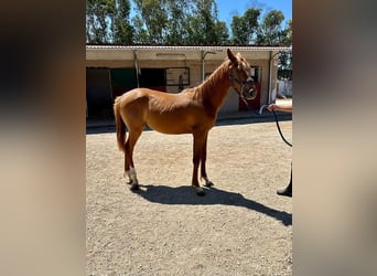 French Trotter, Gelding, 10 years, 16 hh, Brown