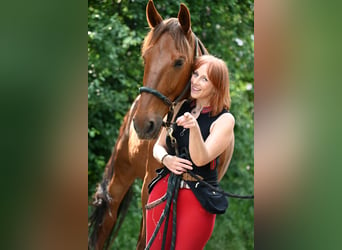 French Trotter, Gelding, 10 years, 16 hh, Chestnut-Red