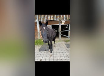 French Trotter, Gelding, 10 years, 16 hh, Smoky-Black