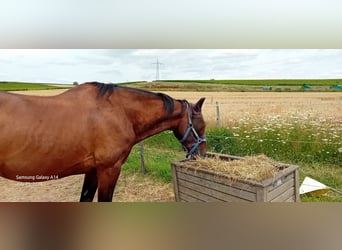 French Trotter, Gelding, 11 years, 16.2 hh, Brown