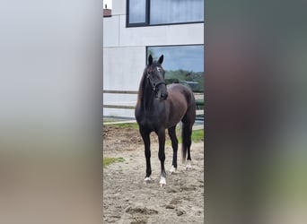 French Trotter Mix, Gelding, 11 years, 16.2 hh, Smoky-Black