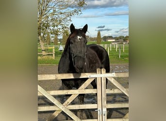 French Trotter Mix, Gelding, 11 years, 16.2 hh, Smoky-Black