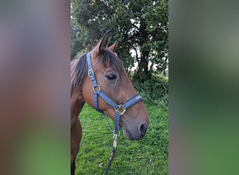 Französischer Traber, Wallach, 12 Jahre, 15,1 hh, Dunkelbrauner