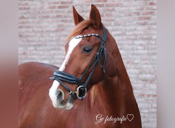 French Trotter, Gelding, 12 years, 15.1 hh, Chestnut-Red